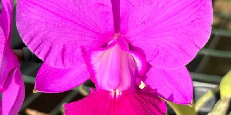 Cattleya walkeriana rubra Orlata 