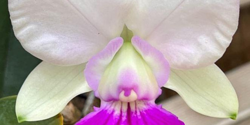 Cattleya walkeriana 