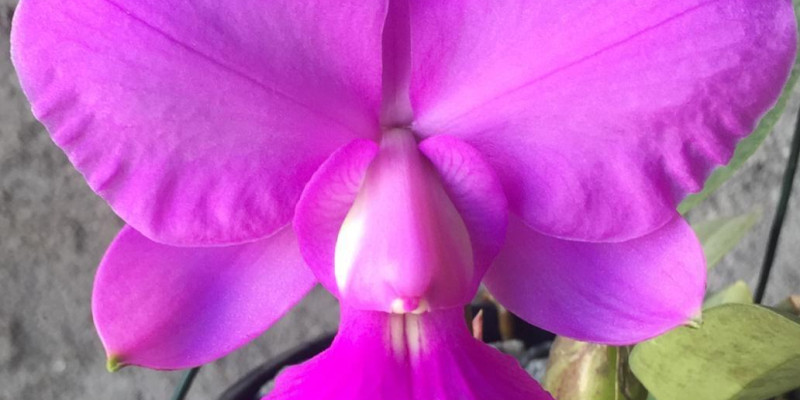 Cattleya walkeriana 