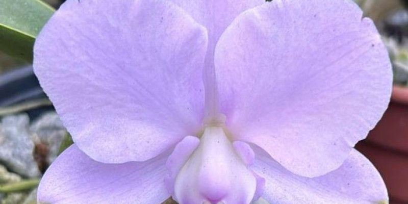 Cattleya walkeriana coerulea 