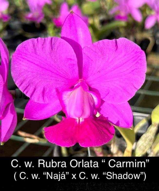 Cattleya walkeriana rubra Orlata "Carmim"