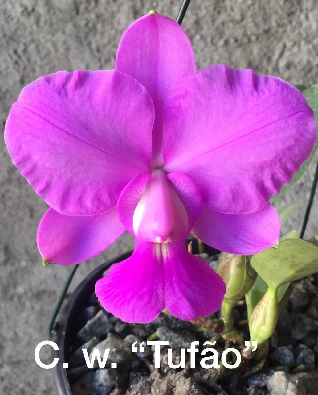 Cattleya walkeriana "Tufão"