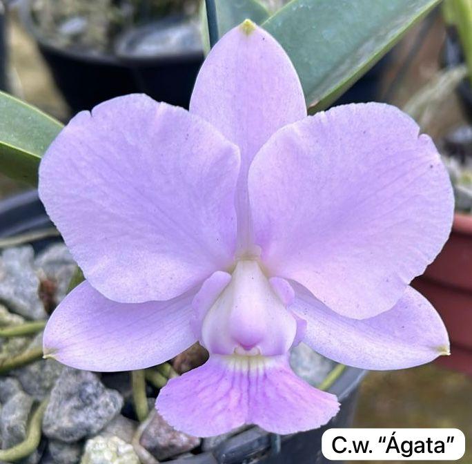 Cattleya walkeriana coerulea 