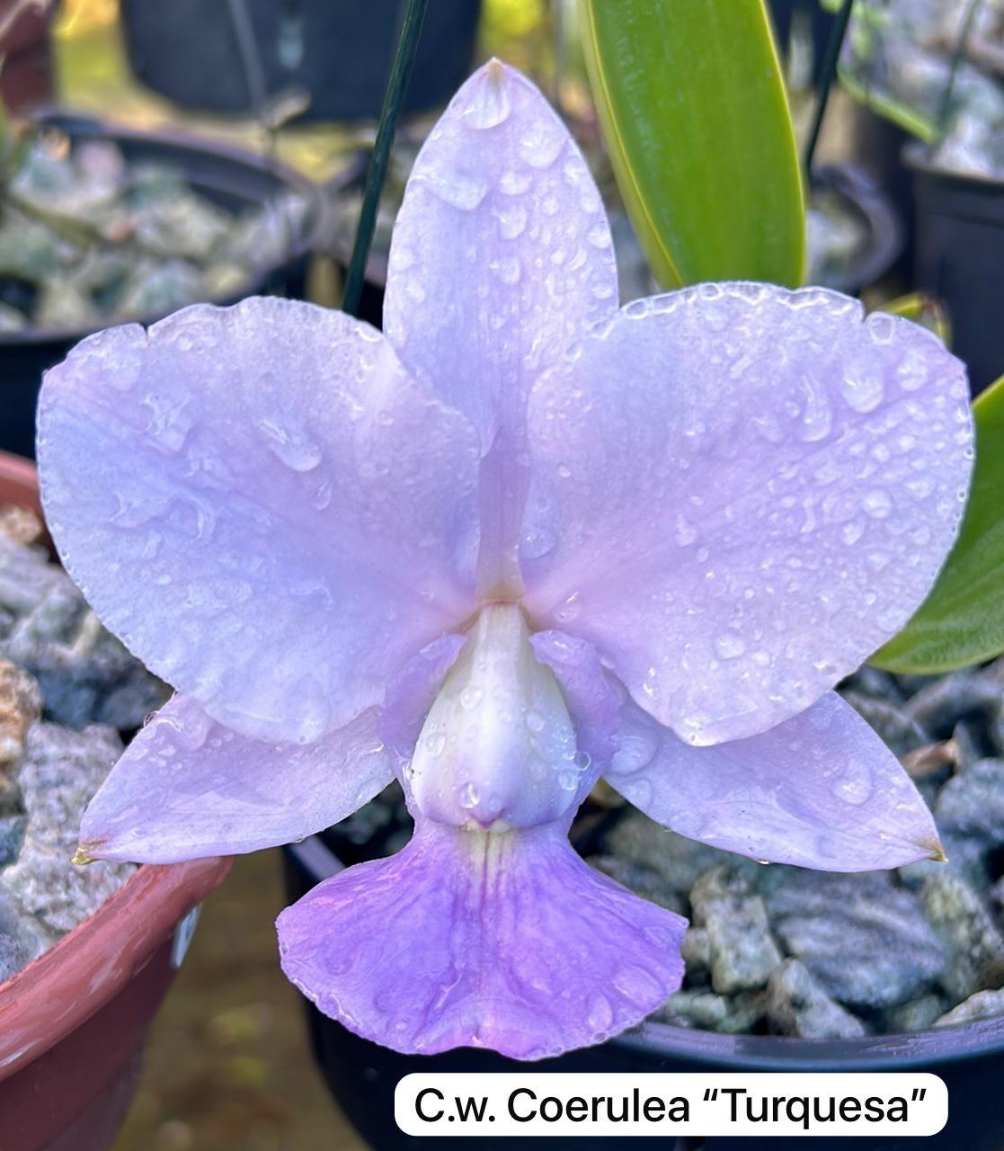 Cattleya walkeriana coerulea "Turquesa"