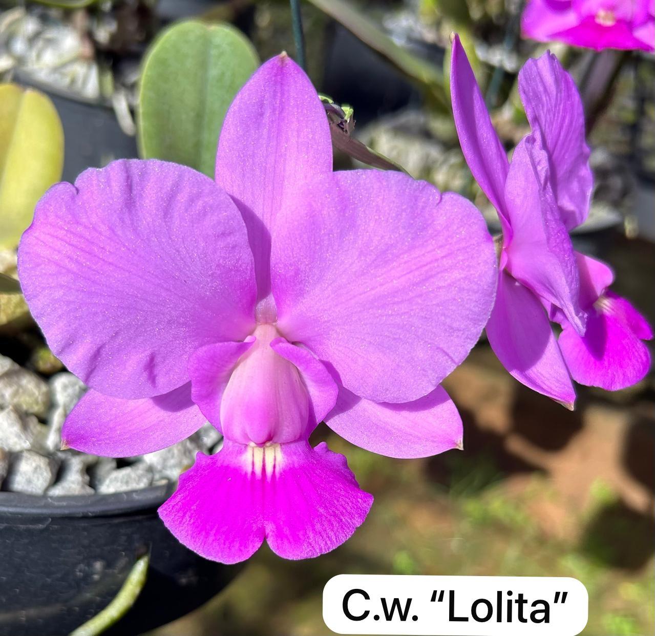 Cattleya walkeriana "Lolita"