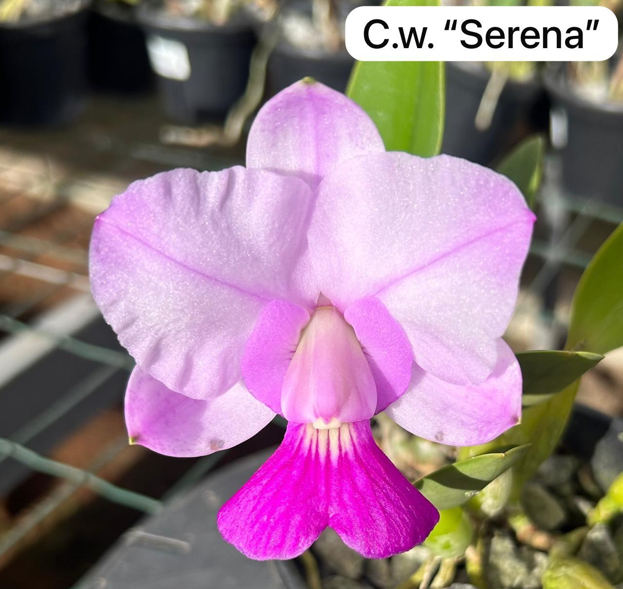 Cattleya walkeriana Fantasia "Serena"